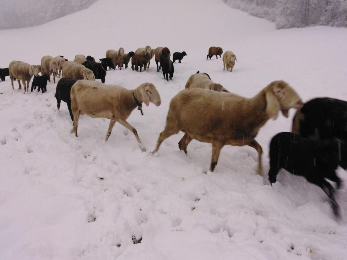 Holiday On An Organic Farm In Hart Im Zillertal Dış mekan fotoğraf