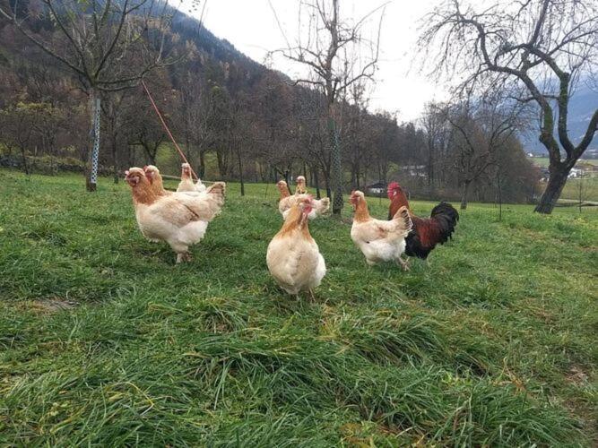 Holiday On An Organic Farm In Hart Im Zillertal Dış mekan fotoğraf